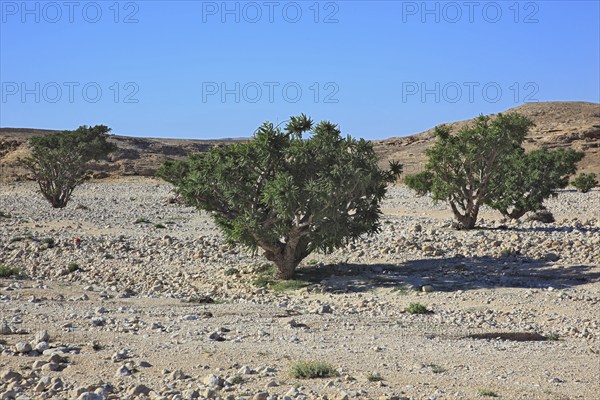 Wadi Dawqah, Incense Tree Cultures, UNESCO World Heritage Site, frankincense (Boswellia Sacra) Carterii, near Salalah, Oman, Asia