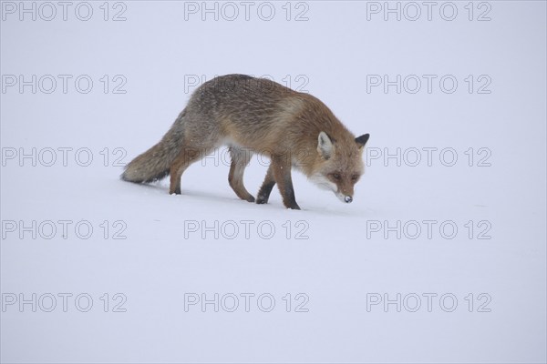 Red fox (Vulpes vulpes) in light snowfall on snowy meadow, Allgäu, Bavaria, Germany, Europe