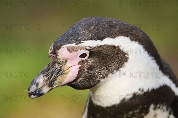 African penguin (Spheniscus demersus) portrait, detail, captive, Germany, Europe