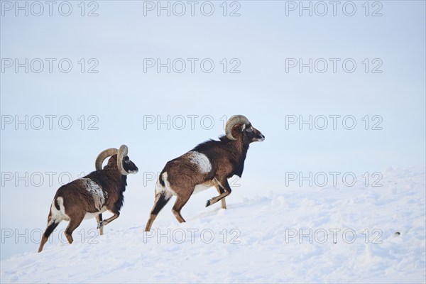 European mouflon (Ovis aries musimon) rams on a snowy meadow in the mountains in tirol, Kitzbühel, Wildpark Aurach, Austria, Europe