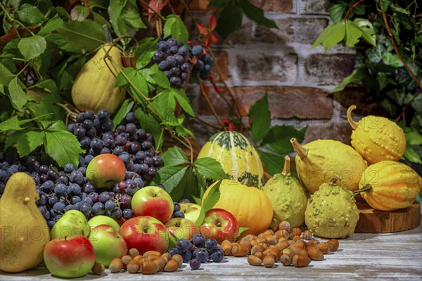 Autumnal Still Life with Blue Burgundy Grapes, Apples, Pumpkins and Hazelnuts in Front of a Brick Wall with Leaves