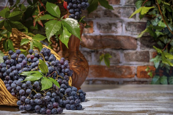 Blue burgundy grapes in and next to basket with wine jug in front of brick wall with leaves, copying room