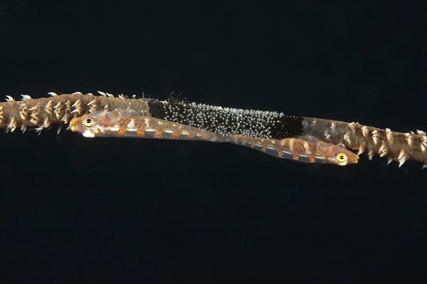 Extreme close-up of pair of wire coral goby (Bryaninops amplus) White-striped sea whip goby guarding has laid clutch of eggs on wire coral whip coral (Cirrhipathes spiralis), Pacific Ocean, Caroline Islands, Yap Island, Yap State, Federated States of Micronesia