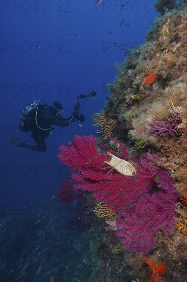 Egg capsule of nursehound (Scyliorhinus stellaris) on violescent sea-whip (Paramuricea clavata) with open polyps in the Mediterranean Sea near Hyères. Diver in the background. Dive site peninsula Giens, Côte dAzur, France, Europe