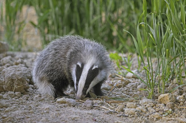 Young European badger (Meles meles) juvenile sniffing the earth for earthworms and insects in field, farmland at dusk in spring