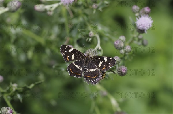 Map butterfly (Araschnia levana), butterfly, 2nd generation, open wings, thistle, The land carder of the summer generation sits with open wings on a thistle