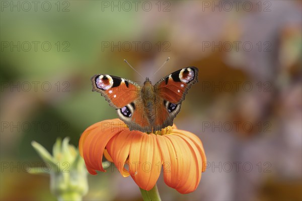 Peacock butterfly (Aglais io) adult feeding on a garden Mexican sunflower (Tithonia spp) flower, Suffolk, England, United Kingdom, Europe