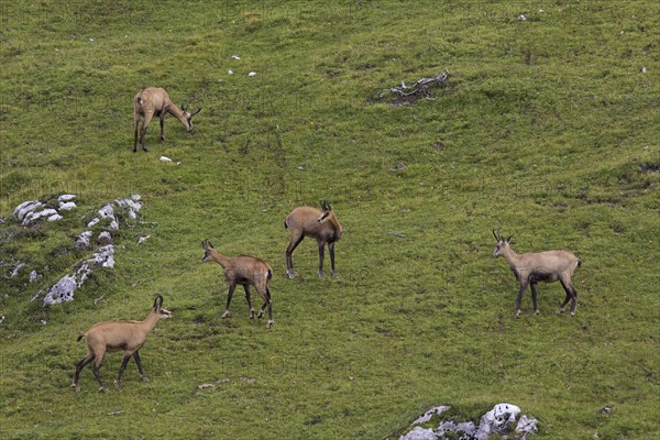 Chamois (Rupicapra rupicapra) herd foraging on mountain meadow, Alpine pasture in summer in the European Alps