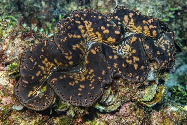 Close-up of giant clam (Tridacna maxima) with open shell mantle and patterned mantle tissue with clearly visible mantle lips, Indian Ocean, Mascarene Islands, Mauritius, Africa