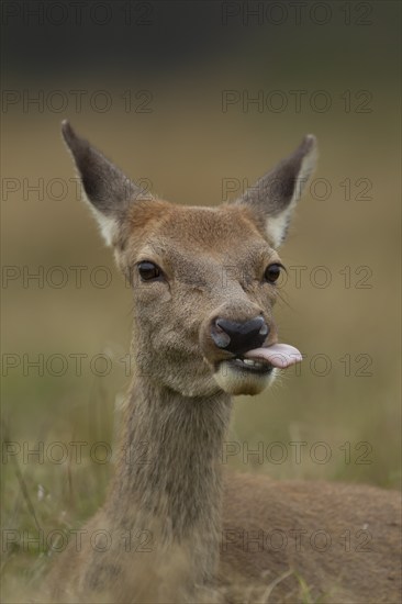 Red deer (Cervus elaphus) adult female hind sticking its tongue out, Surrey, England, United Kingdom, Europe