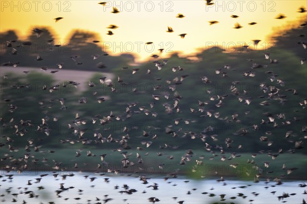 A flock of starlings or common starlings (Sturnus vulgaris) flies over the water of the Schlei to the roost, sunset, orange-coloured evening sky, hills with farmland and trees, the wings light up in the backlight, dragging, motion blur, wiping effect, summer, Schlei, Schleswig-Holstein, Germany, Europe