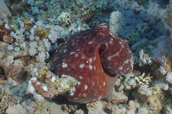 Great Blue Octopus (Octopus cyaneus), Dive Site House Reef, Mangrove Bay, El Quesir, Egypt, Red Sea, Africa