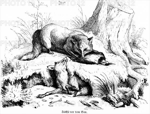 Two foxes in front of the den, Hubertus hunting and hunting scenes, wild animals, cave, tree stump, earth, grass, prey, bird, mouth, nature, historical illustration around 1860