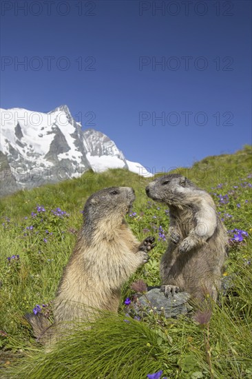 Alpine marmot (Marmota marmota) pair in front of the snow covered mountain Grossglockner, Hohe Tauern National Park, Carinthia, Austria, Europe