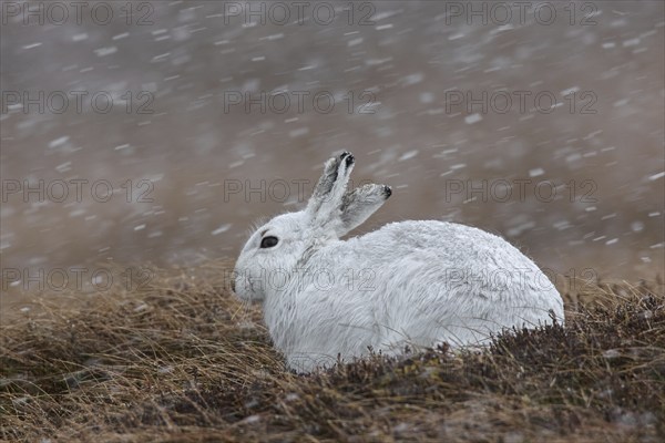 Mountain hare (Lepus timidus), Alpine hare, snow hare in white winter pelage resting in moorland, heathland during snowfall in spring