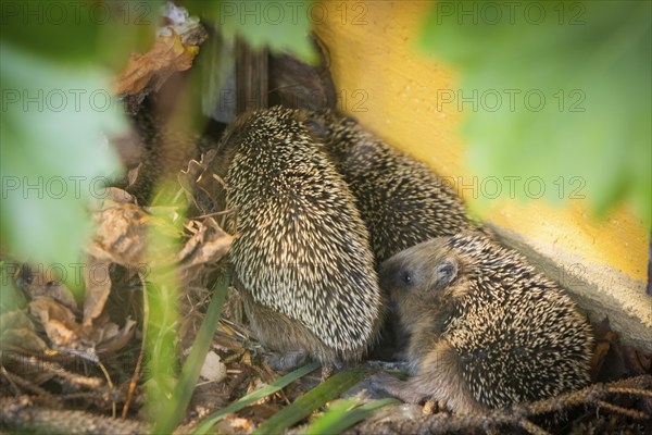 Hedgehog mother with young in the living environment of humans. A near-natural garden is a good habitat for hedgehogs, young hedgehogs can also be fed to give them a better chance of survival for hibernation, Bannewitz, Saxony, Germany, Europe