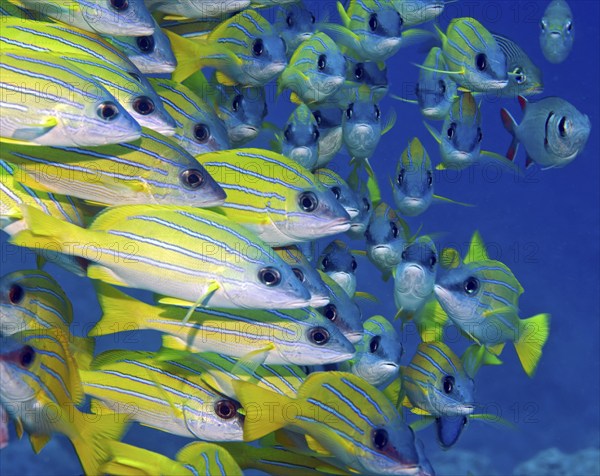 Close-up of shoal of bluestripe snapper (Lutjanus Kasmira), Pacific Ocean, Bora Bora, French Polynesia, Oceania