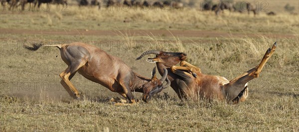 Fight between two Topi lei antelope bulls, Maasai Mara Game Reserve, Kenya, Africa