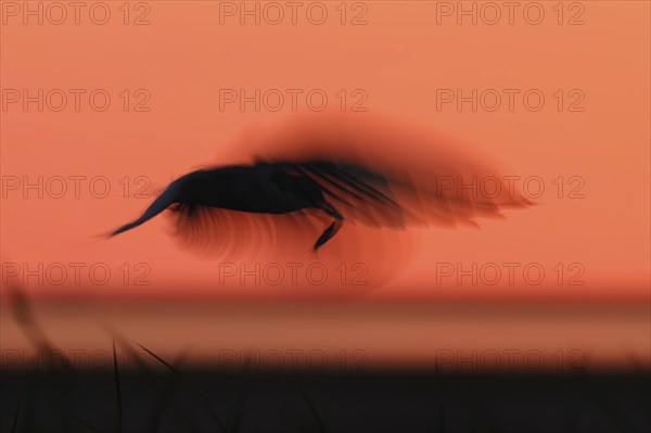 Common Tern (Sterna hirundo), flight study at sunset, in flight with motion blur of the wings, in flight with fish in the beak, Lower Saxon Wadden Sea National Park, East Frisian Islands, Lower Saxony, Germany, Europe