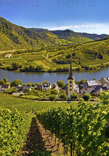 Moselle loop with vineyards and Saint Laurentius Church from the Bremmer Calmont via ferrata, Bremm, Rhineland-Palatinate, Germany, Europe