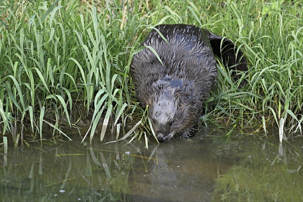 Eurasian beaver, european beaver (Castor fiber), on the river bank entering the water, Freiamt, Canton Aargau, Switzerland, Europe