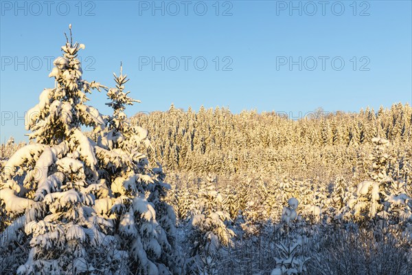 Winter spruce (Picea) (Pinaceae) forest, pine family, snow, winter, Fridingen, Danube valley, Upper Danube nature park Park, Baden-Württemberg, Germany, Europe