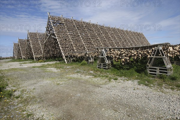 Wooden racks with air-dried atlantic cod (Gadus morhua) Lofoten, Northern Norway, Norway, Scandinavia, Europe