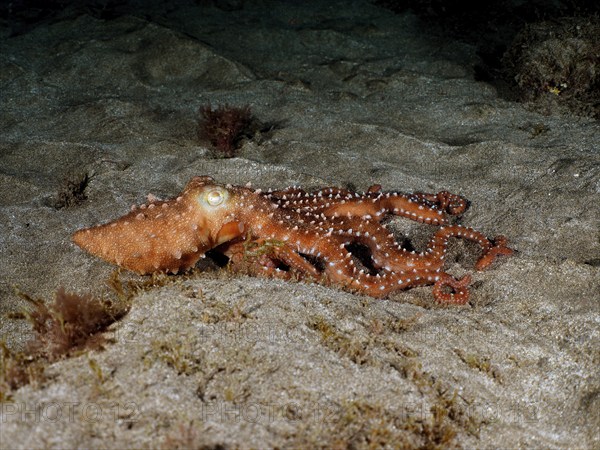 White spotted octopus (Callistoctopus Octopus macropus) at night. Dive site El Cabron Marine Reserve, Arinaga, Gran Canaria, Spain, Atlantic Ocean, Europe