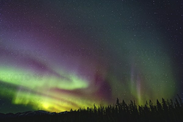 Northern lights (Aurora borealis) in different colours, starry sky, wintry forest landscape in front, Yukon Territory, Canada, North America