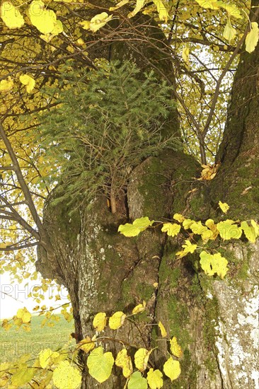 Large-leaved linden (Tilia platyphyllos) with a spruce (Picea) growing out of a hole in the trunk, Allgäu, Bavaria, Germany, Europe