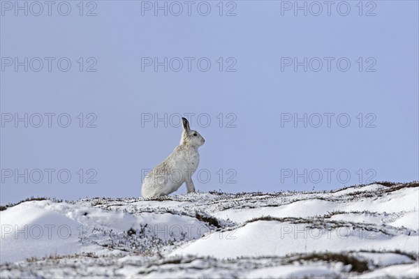 Mountain hare (Lepus timidus), Alpine hare in white winter pelage foraging in snow covered moorland in the Cairngorms NP in spring, Scotland, UK