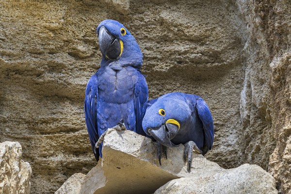 Hyacinth macaw, hyacinthine macaws (Anodorhynchus hyacinthinus) pair on rock ledge in cliff face, parrots native to central and eastern South America