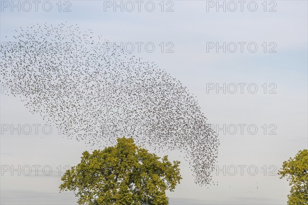 Common (Sturnus vulgaris) starlings fly together, in perfect symbiosis to protect themselves from enemies. Bas-Rhin, Collectivite europeenne d'Alsace, Grand Est, France, Europe