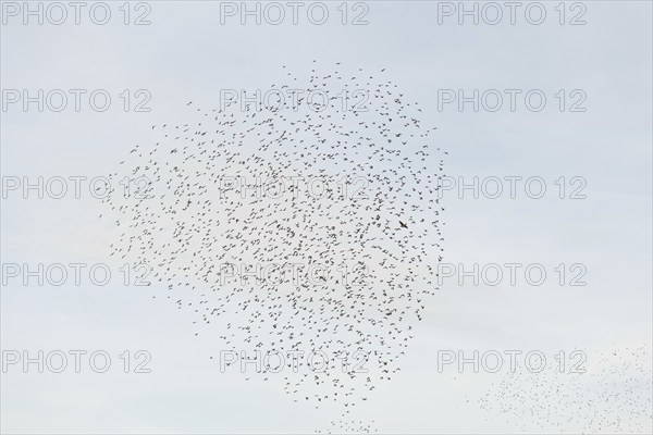 Common (Sturnus vulgaris) starlings fly together, in perfect symbiosis to protect themselves from enemies. Bas-Rhin, Collectivite europeenne d'Alsace, Grand Est, France, Europe