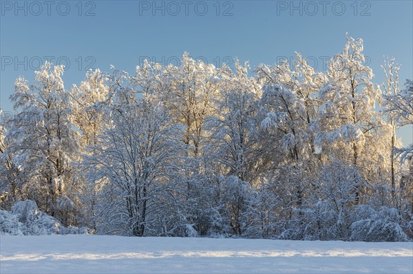 Trees with snow, winter, Fridingen, Danube Valley, Upper Danube nature park Park, Baden-Württemberg, Germany, Europe