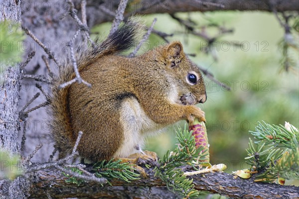 Common Canadian red squirrel (Tamiasciurus hudsonicus) sitting on a branch, eating pine cones, tail attached to body, Yukon Territory, Canada, North America