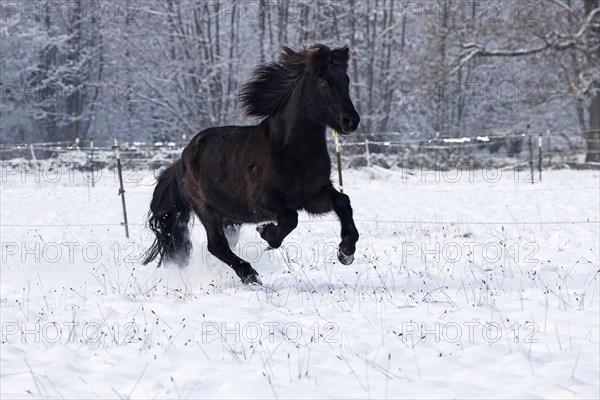 Icelandic horse (Equus islandicus) galloping over winter pasture in the snow, gelding, Schleswig-Holstein, Germany, Europe