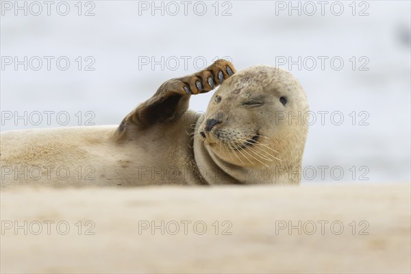 Common or Harbor seal (Phoca vitulina) adult scratching its head on a coastal sandy beach, Norfolk, England, United Kingdom, Europe