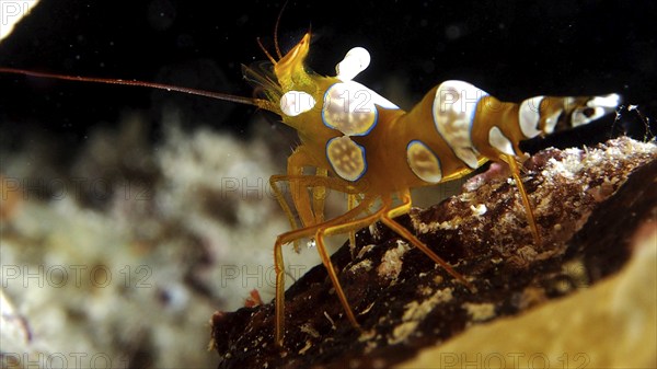 Squat shrimp (Thor amboinensis), sexy shrimp, dive site House Reef, Mangrove Bay, El Quesir, Red Sea, Egypt, Africa