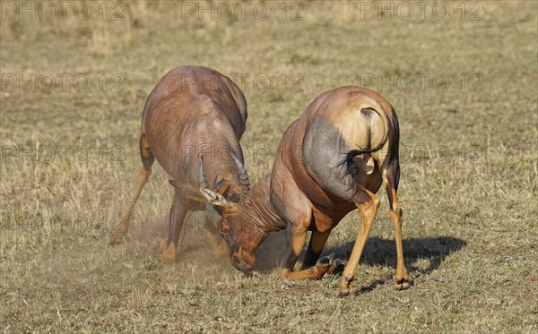 Fight between two Topi lei antelope bulls, Maasai Mara Game Reserve, Kenya, Africa