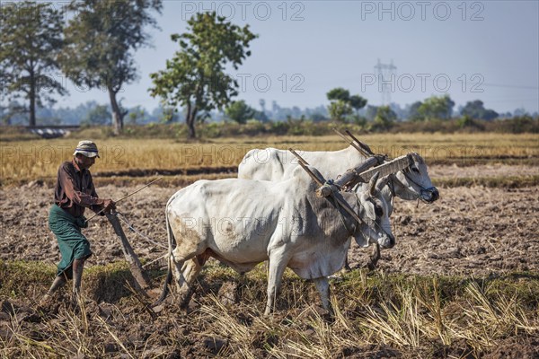 MYANMAR, JANUARY 6, 2014: Unidentified Burmese peasant plowing up field with ox. Agriculture in Burma is the main industry in the country, accounting for 60 percent of the GDP and employing some 65 percent of the labor force