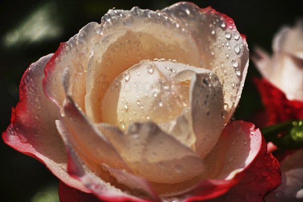 Garden roses after a rain in the front garden, Germany, Europe