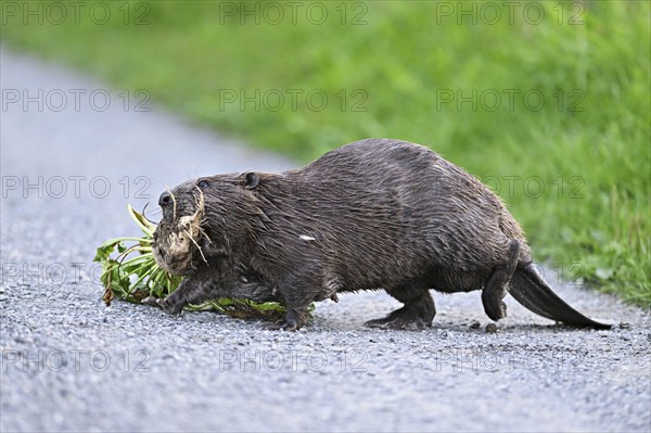 European beavers (Castor fiber), walking along a field path with a turnip in its mouth, Freiamt, Canton Aargau, Switzerland, Europe