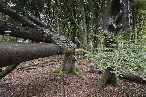 Old, fallen copper beech (Fagus sylvatica) with scale (Fomes fomentarius), Emsland, Lower Saxony, Germany, Europe