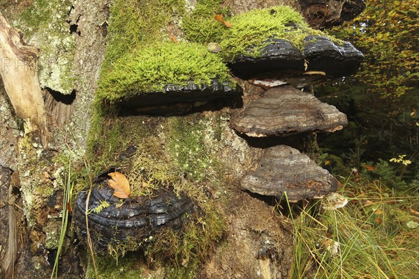 Common beech (Fagus sylvatica) deadwood overgrown with mossy tinder funguses (Fomes fomentarius), Allgäu, Bavaria, Germany, Europe