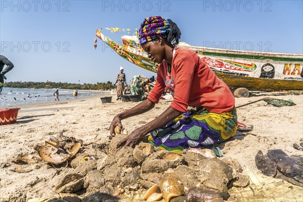 Fishermen's wives clean the freshly caught sea snails on the beach of Sanyang, Gambia, West Africa, Africa