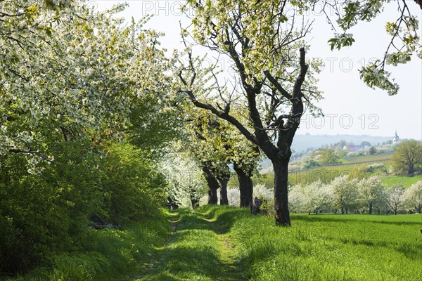 Spring in a carp tavern near Meissen