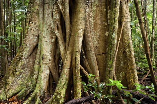 Redwood tree with strangler figs in the Australian jungle, tree, flora, Nightcap National Park, Queensland, Australia, Oceania