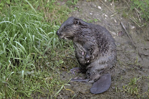 Eurasian beaver, european beaver (Castor fiber) mother standing on the river bank, Freiamt, Canton Aargau, Switzerland, Europe