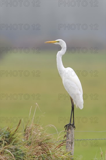 Great egret (Ardea alba), wildlife, standing on a post of a pasture fence, Ochsen Moor, Dümmer nature park Park, Lower Saxony, Germany, Europe